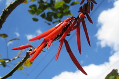 Erythrina rubrinervia