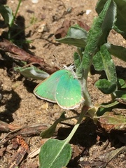 Callophrys viridis