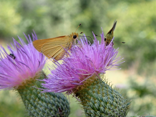 Delaware Skipper