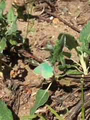 Callophrys viridis
