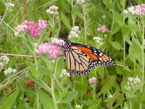 Monarch