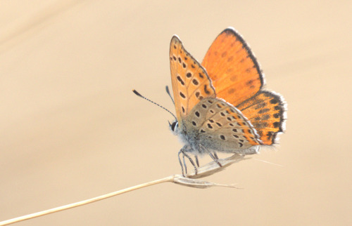 Lesser Fiery Copper