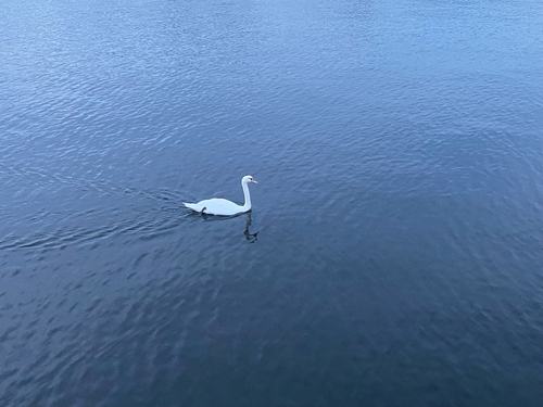 Mute Swan observed by erikoid