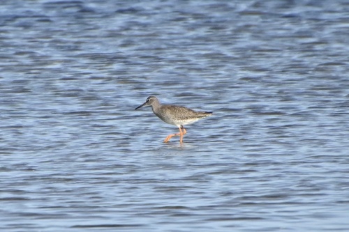 Common Redshank