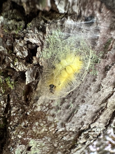 Definite Tussock Moth