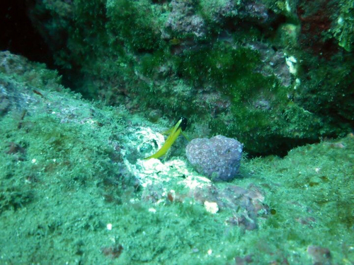Forsterygion flavonigrum