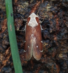 Lepidoptera