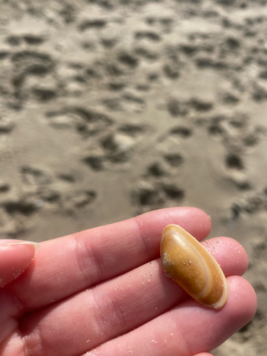 Banded Wedge Shell