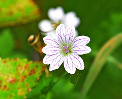 Geranium versicolor