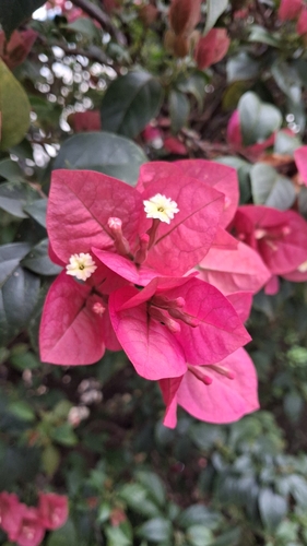 beautiful bougainvillea