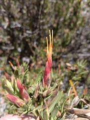 Mutisia orbignyana