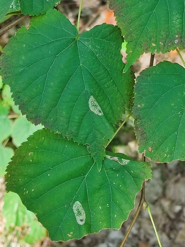 Lime Leafminer