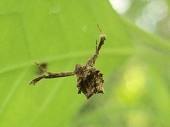 Uloborus glomosus