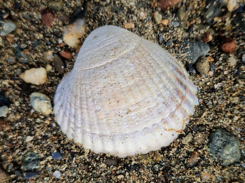 Common Cockle