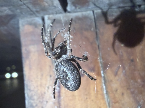 Walnut Orbweaver