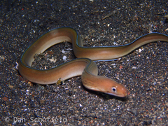 Gymnothorax albimarginatus