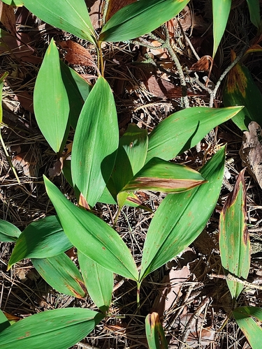 European lily of the valley