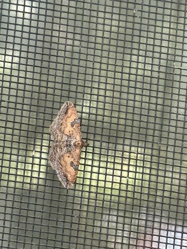 Gem Moth