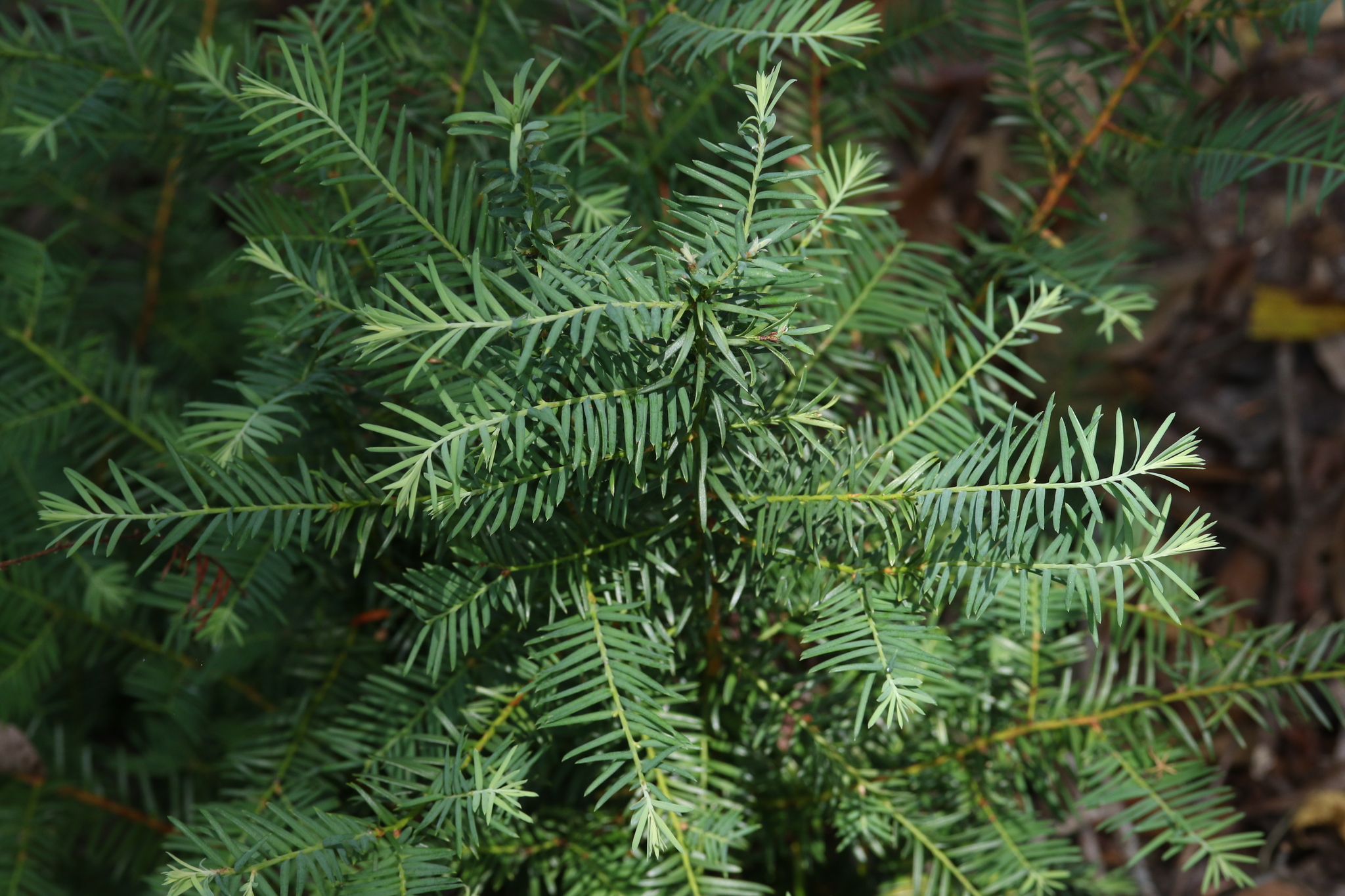 Taxus floridana