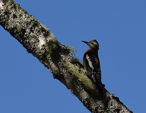 Yellow-bellied Sapsucker
