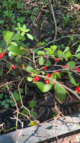 northern spicebush