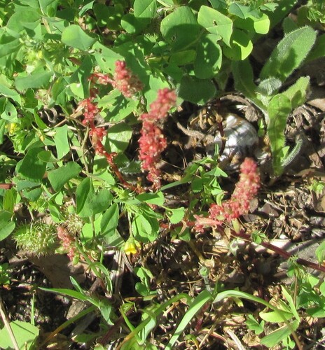 Rumex bucephalophorus, photograph 3