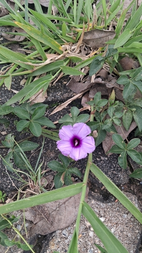 Mile-a-minute vine