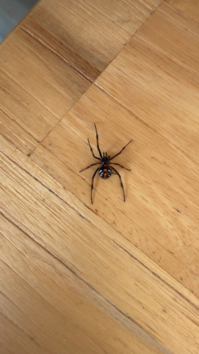 Northern Black Widow