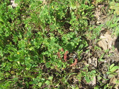 Rumex bucephalophorus, photograph (c) zebedeugalinha, some rights reserved (CC BY)