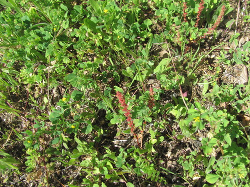Rumex bucephalophorus, photograph 1