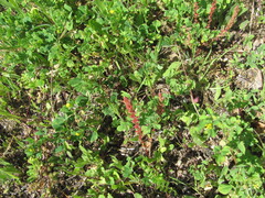 Rumex bucephalophorus, photograph (c) zebedeugalinha, some rights reserved (CC BY)