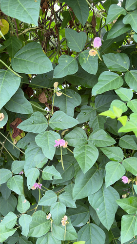 trailing fuzzy-bean
