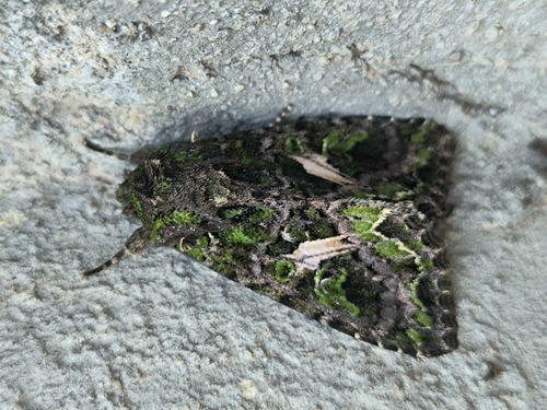 Orache Moth