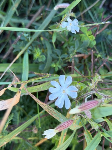 white campion