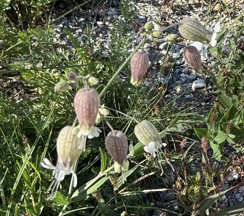 bladder campion