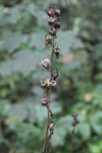 Campanula latifolia, 2026-09-08