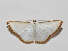 Leuciris