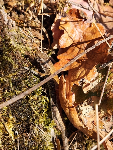 Northern Alligator Lizard