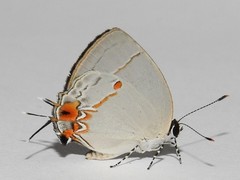 Iaspis andersoni