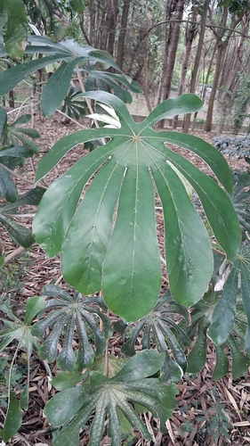 Pumpwood