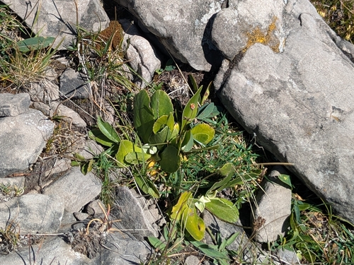 Bear's Ear
