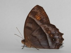 Taygetis thamyra