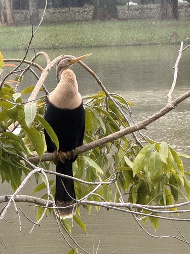 Anhinga