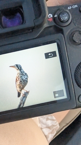 iNaturalist image