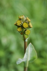 Ligularia glauca