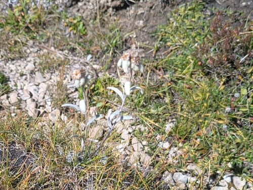 Alpine Edelweiss