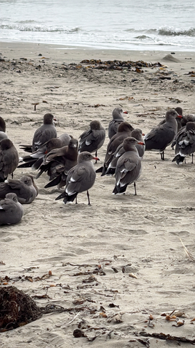 Heermann's Gull
