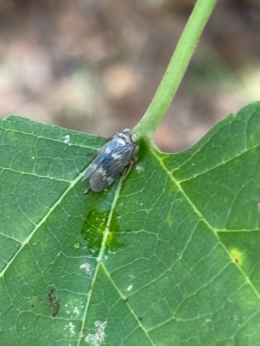 Coppery Leafhopper