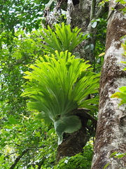 Platycerium superbum, photograph (c) gwynmwilliams, some rights reserved (CC BY)