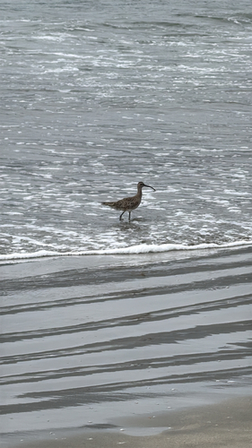 Hudsonian Whimbrel